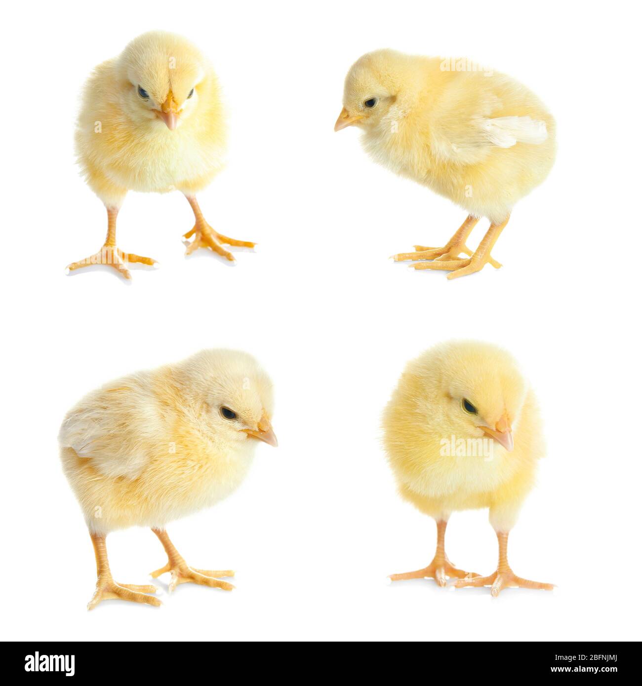 Collage with cute little chickens on white background Stock Photo
