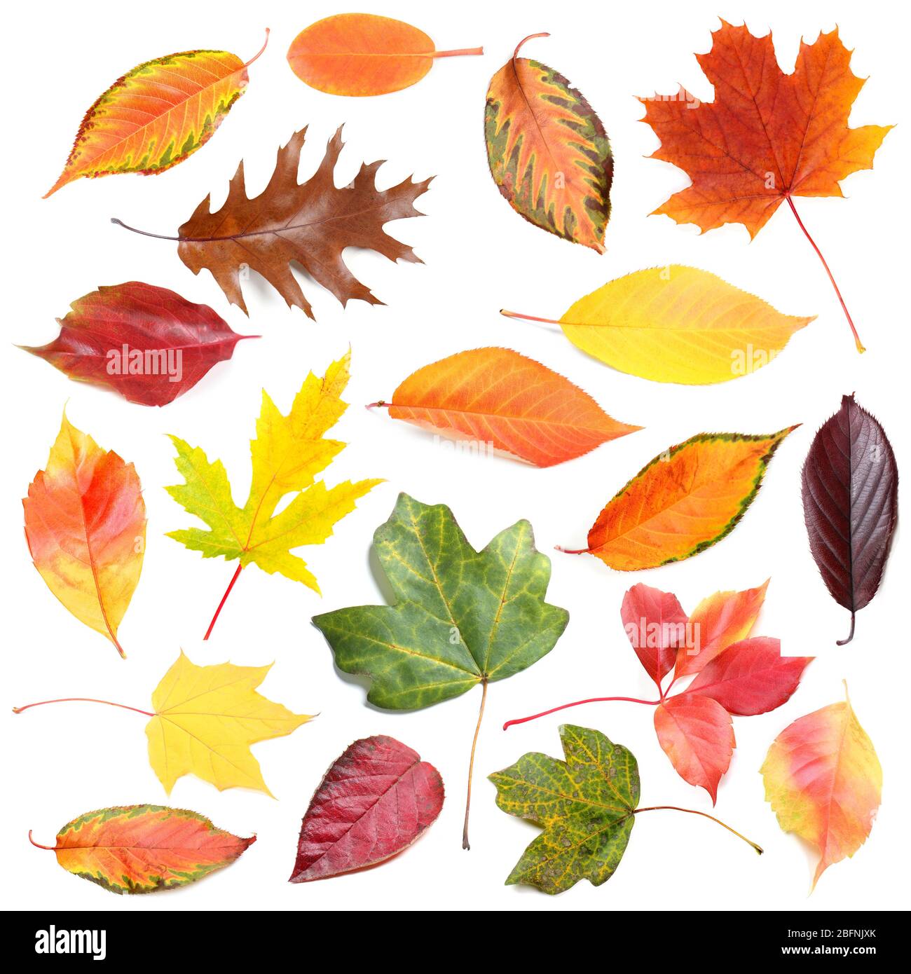Collection of fallen leaves on white background Stock Photo - Alamy