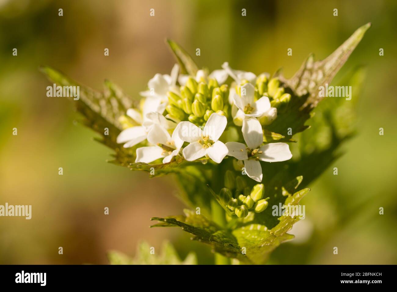 close-up of a white flowering alliara petiolata (knoblauchsrauke) in a forest in hesse, germany Stock Photo