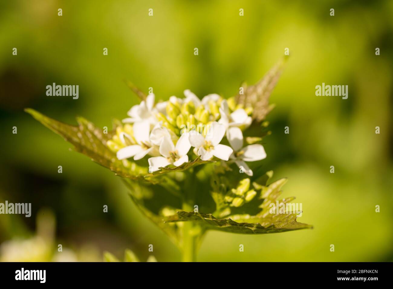 close-up of a white flowering alliara petiolata (knoblauchsrauke) in a forest in hesse, germany Stock Photo
