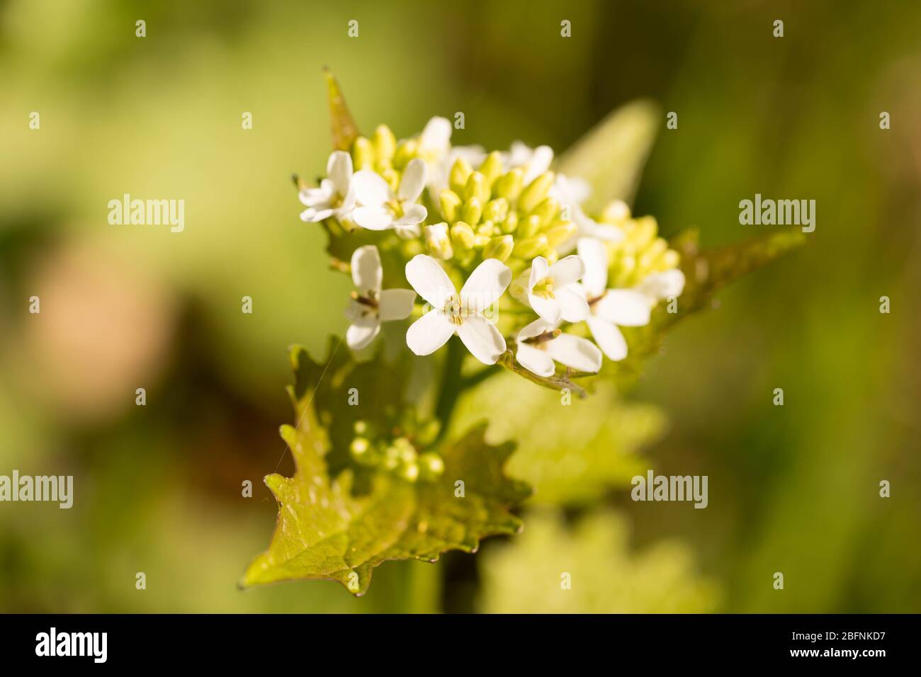 close-up of a white flowering alliara petiolata (knoblauchsrauke) in a forest in hesse, germany Stock Photo