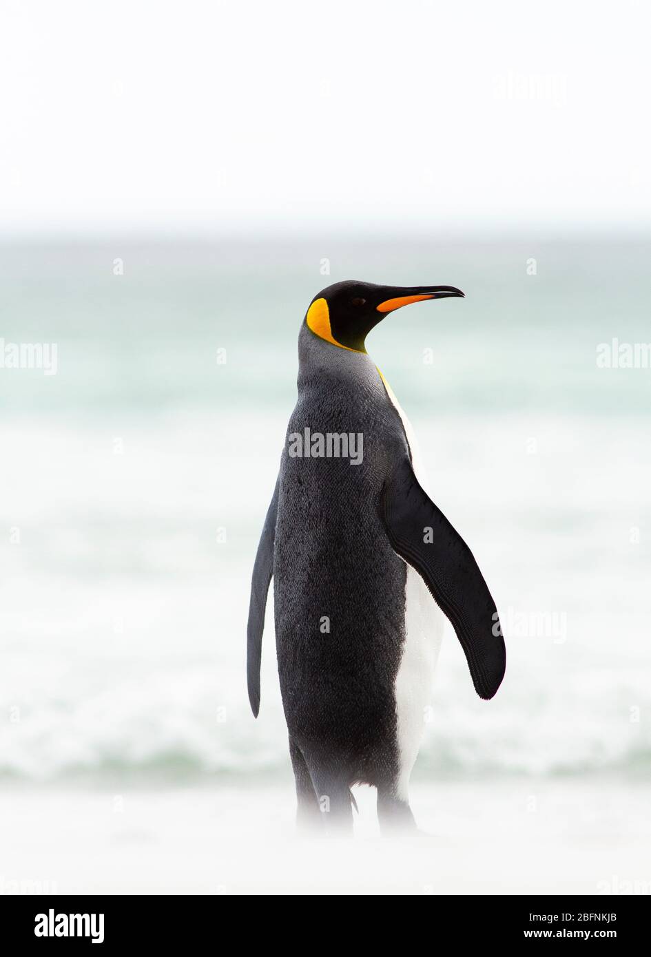 The king penguin (Aptenodytes patagonicus) is the 2nd largest species ...