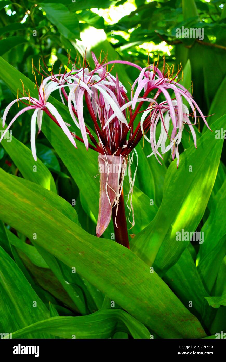 Crinum asiaticum, commonly known as poison bulb Stock Photo