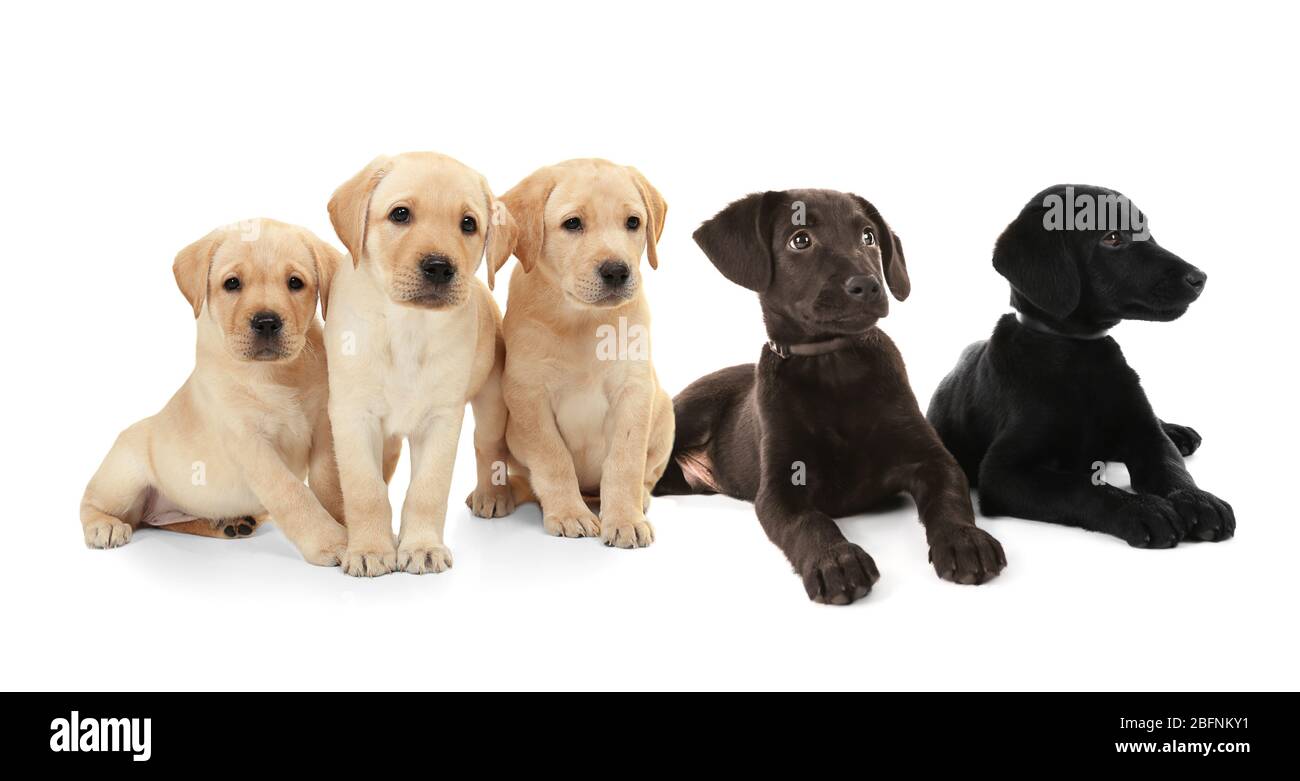 how much should a labrador weigh at 8 weeks