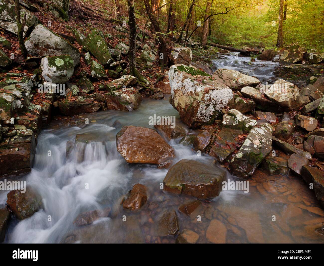 Creek during springtime in the Ouachita national forest in Arkansas Stock Photo Alamy