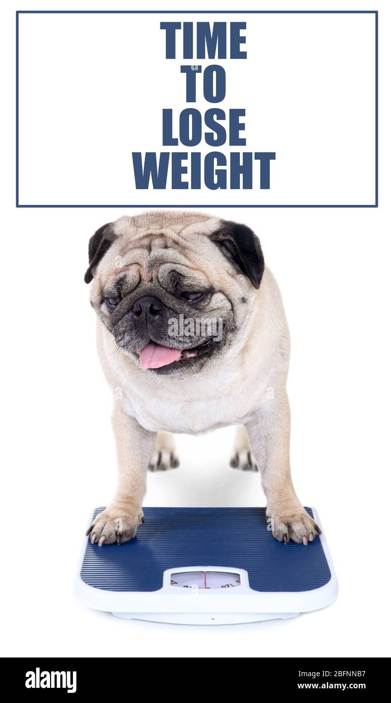 Puppy weighing scales hi-res stock photography and images - Alamy