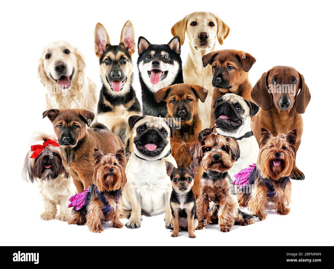 Hơn 50 Cute Background of Dogs Độ phân giải cao tải về miễn phí