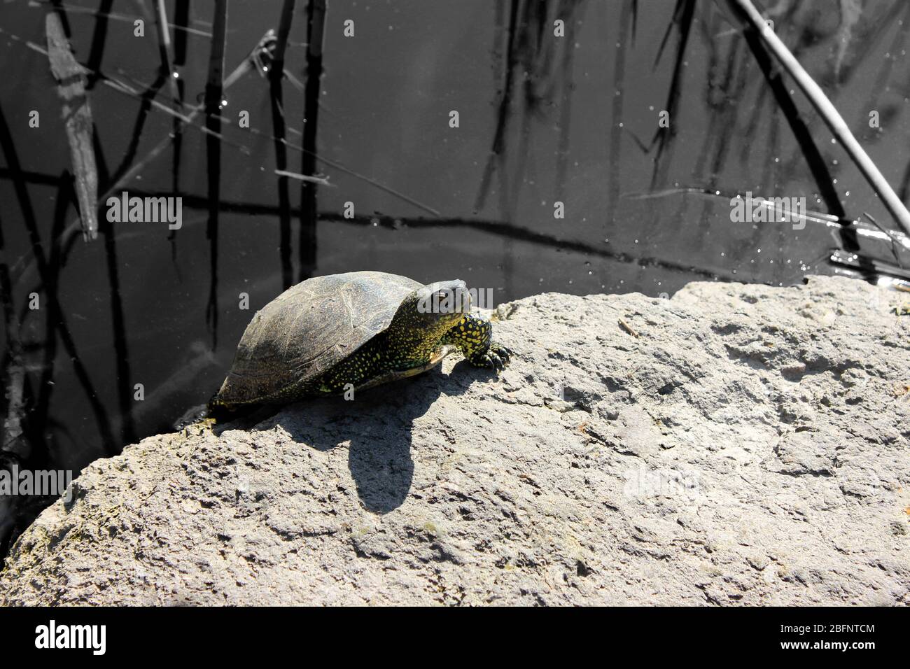 Oil spills concept. Turtle creeping out of polluted water on shore Stock Photo