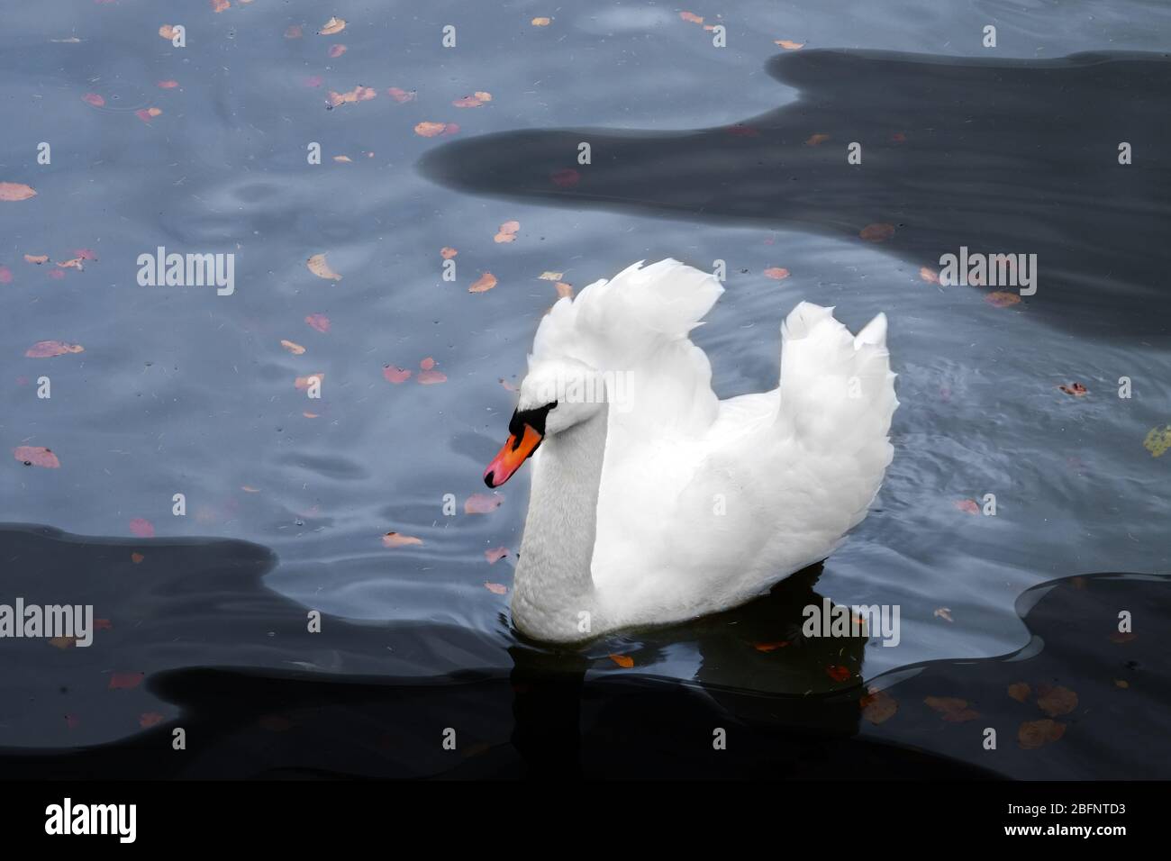 Oil spills concept. Bird swimming in polluted water Stock Photo