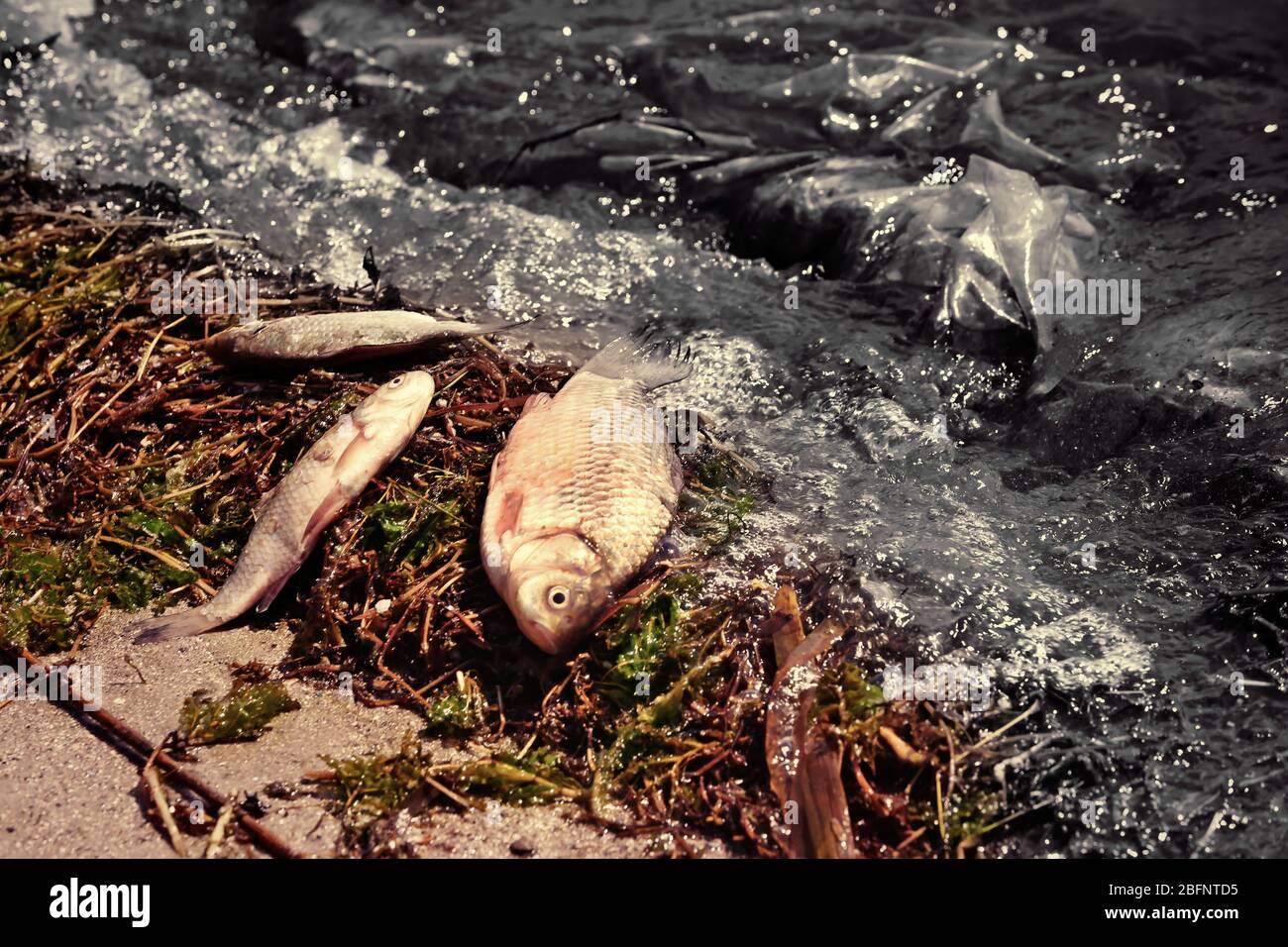 Oil spills concept. Dead fish on shore Stock Photo