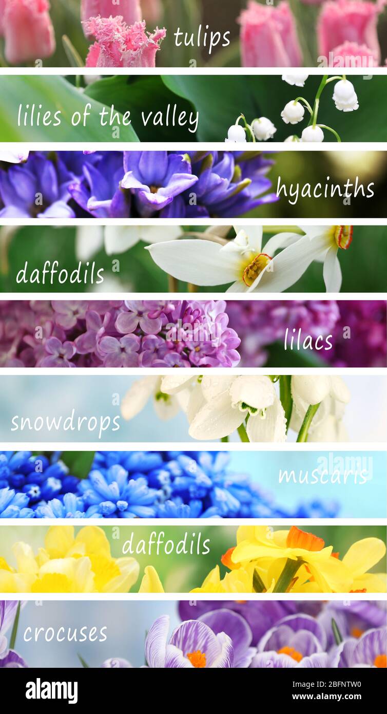 Collage Of Beautiful Flowers With Names Stock Photo Alamy