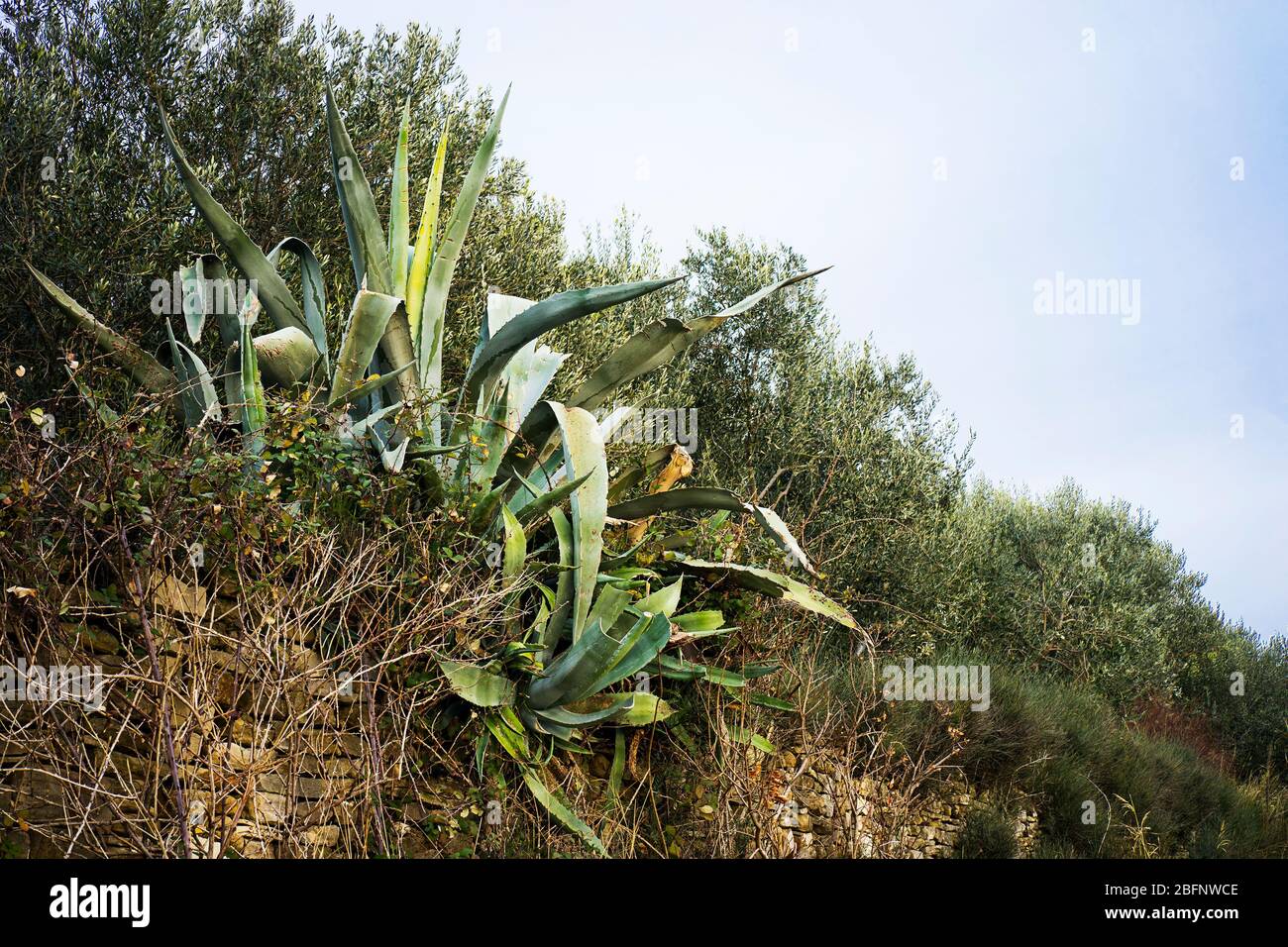 Giant aloe vera plant growing outdoor Stock Photo - Alamy
