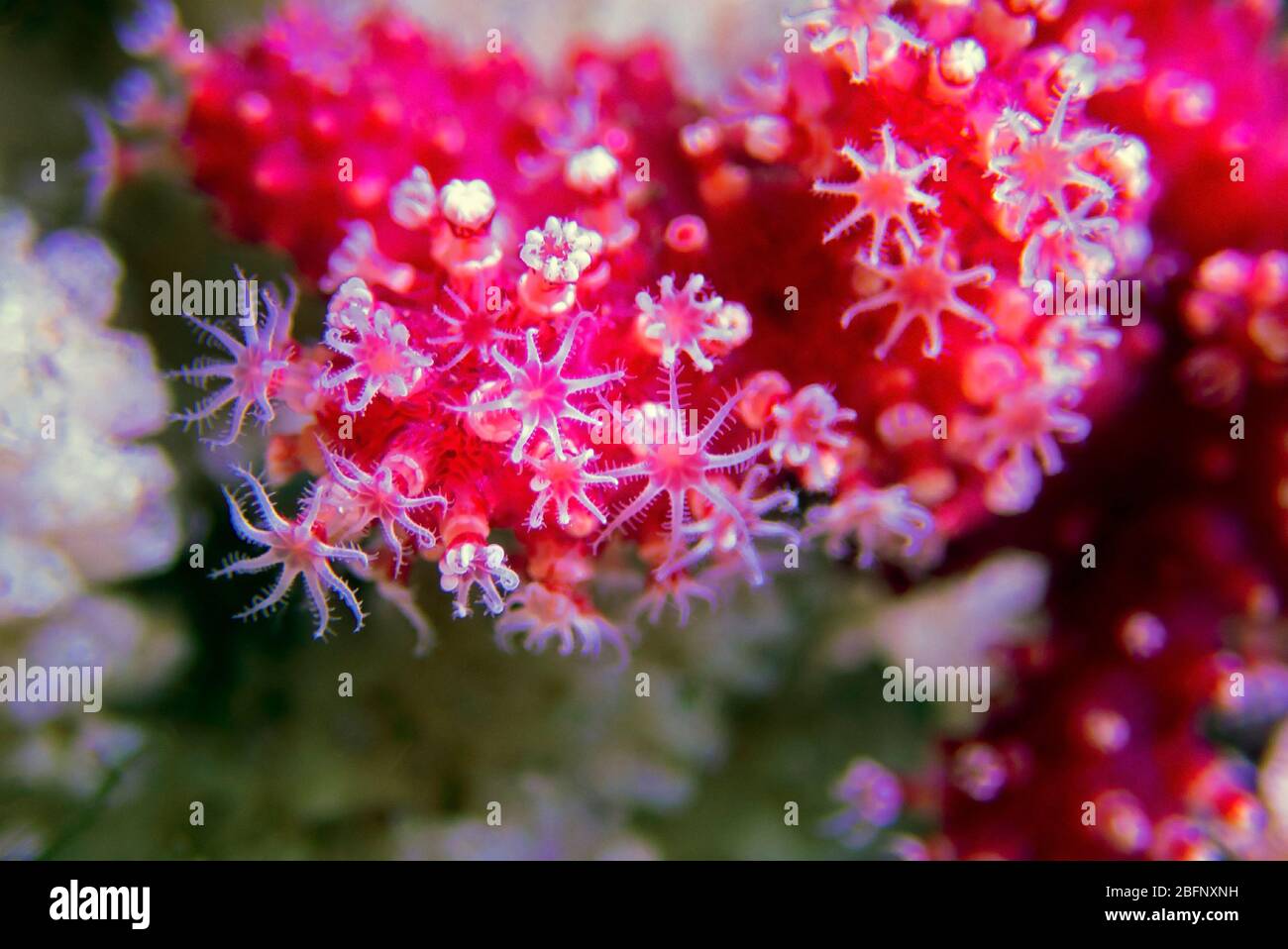 Red Chili Coral - Alcyonium palmatus Stock Photo