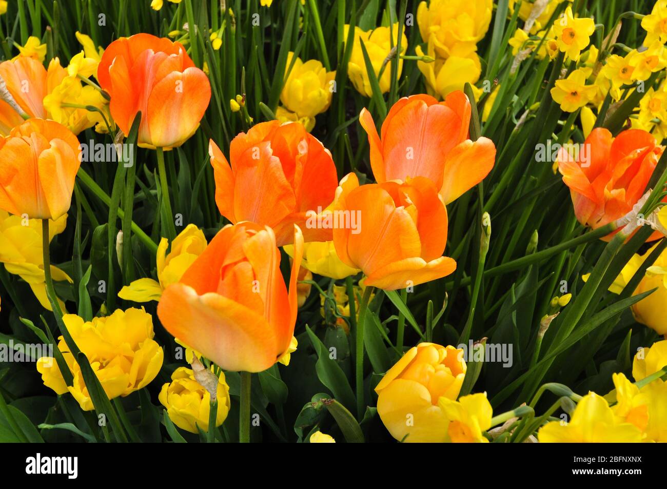 Scenes of Amsterdam Stock Photo