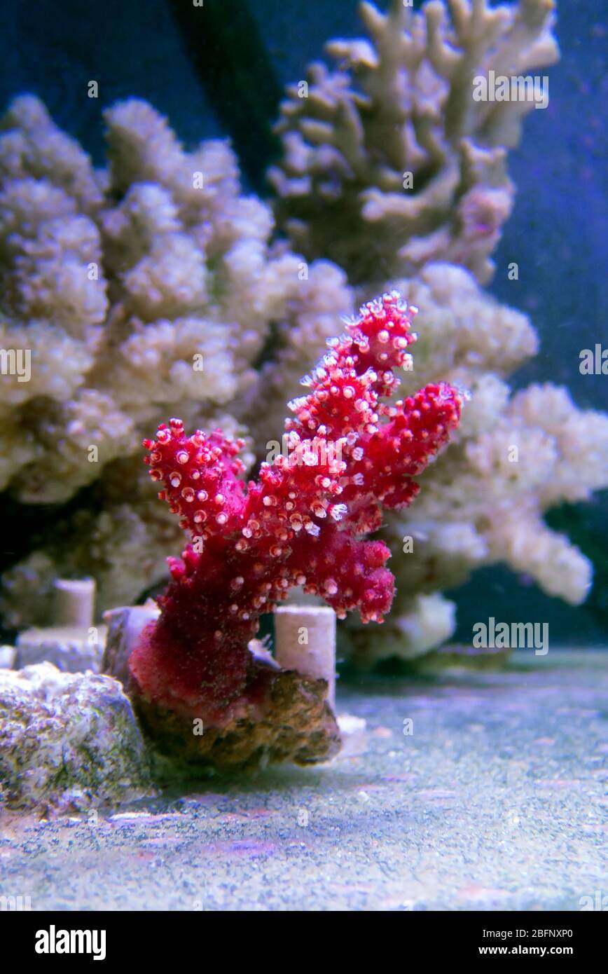 Stunning Alcyonium Reef Tank Types image