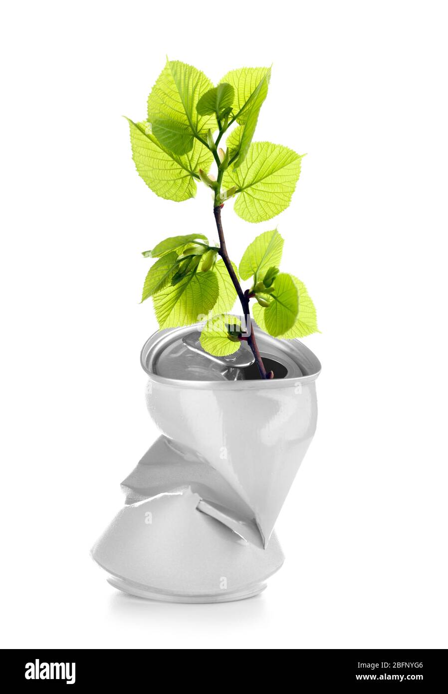 Crumpled can with tree branch on white background. Recycling concept