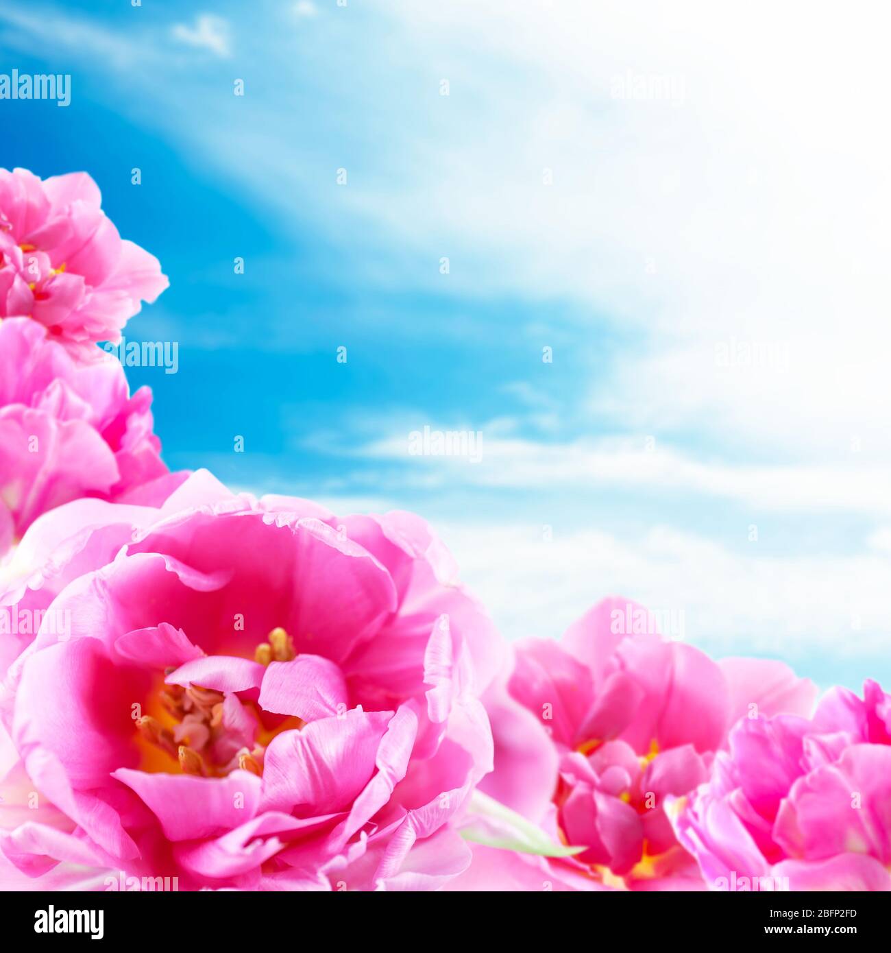 Pink tulips on blue sky background Stock Photo - Alamy