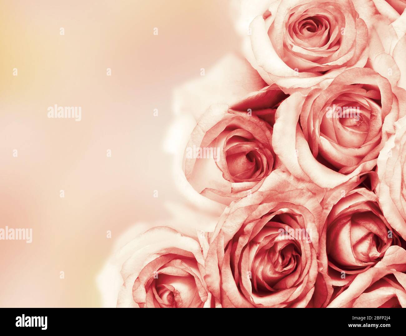 Beautiful roses flowers on soft light background Stock Photo - Alamy