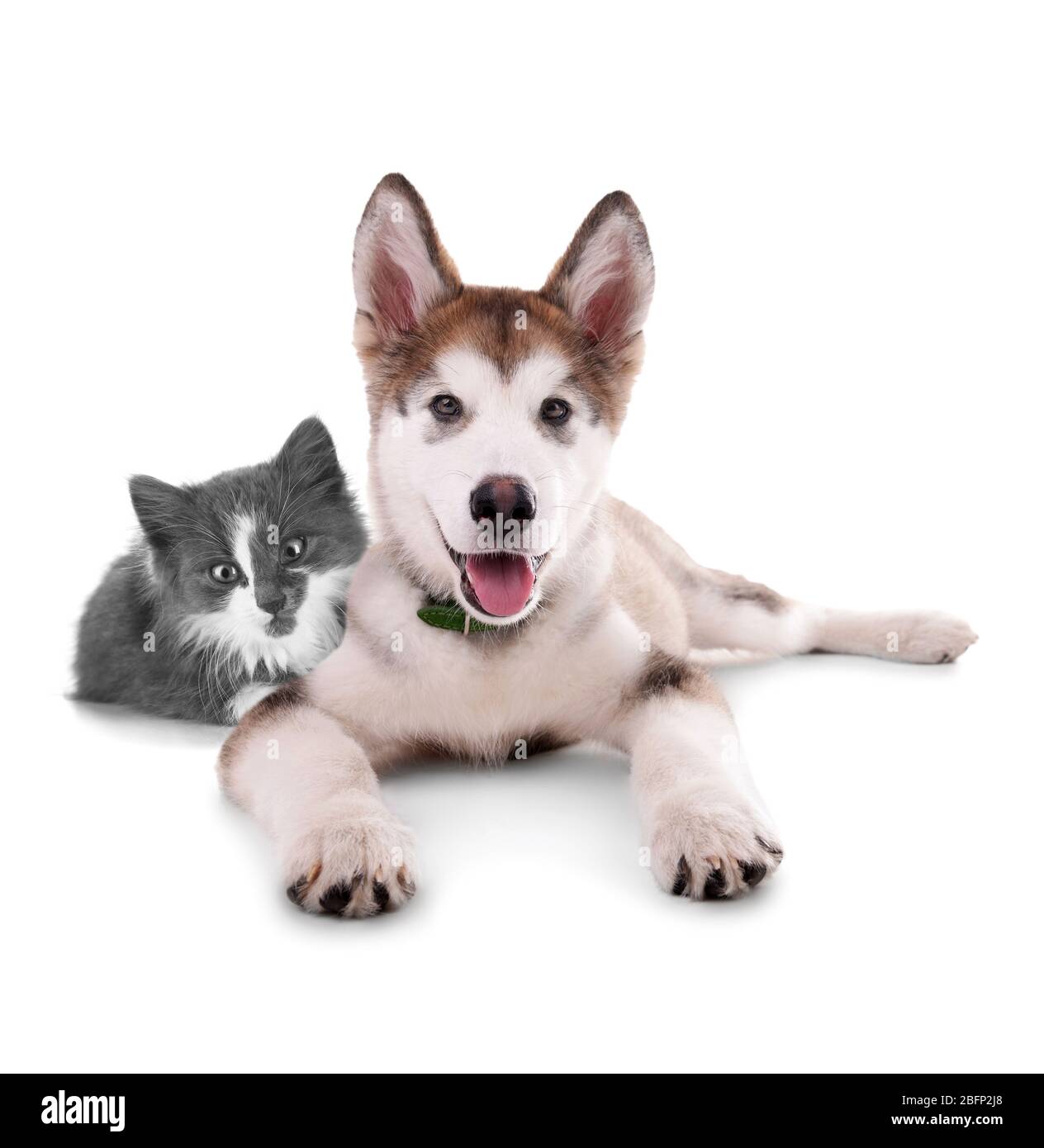 Cat and dog together, isolated on white Stock Photo Alamy