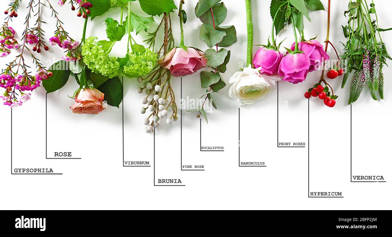 Beautiful various flowers with names on white background Stock Photo