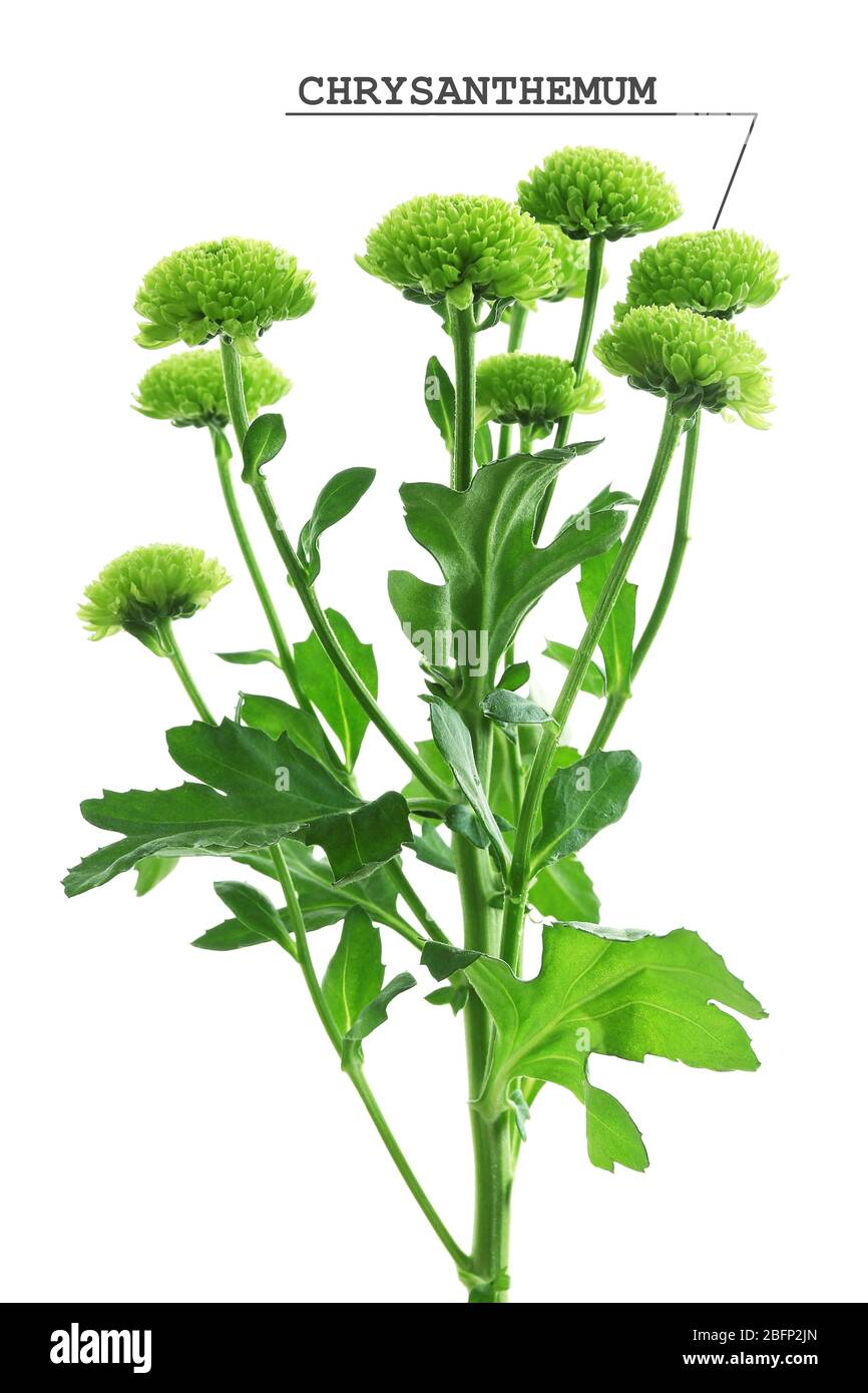 Green chrysanthemum, isolated on white Stock Photo Alamy