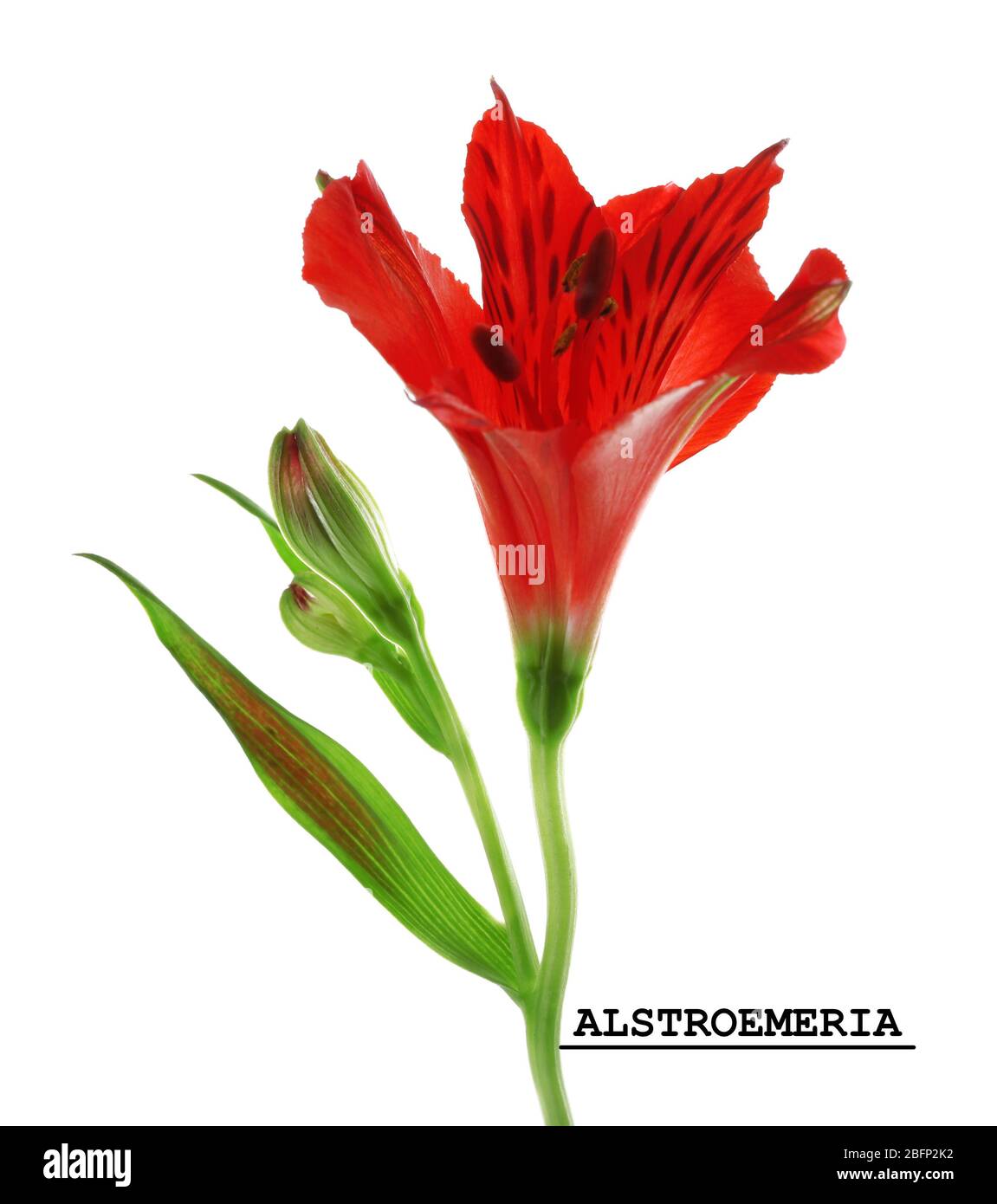 Red alstroemeria flower, isolated on white Stock Photo - Alamy