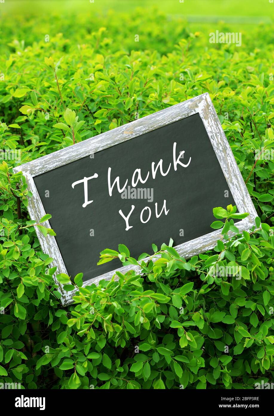 30+ Thank you images with green background tuyệt đẹp cho thiết kế và ...