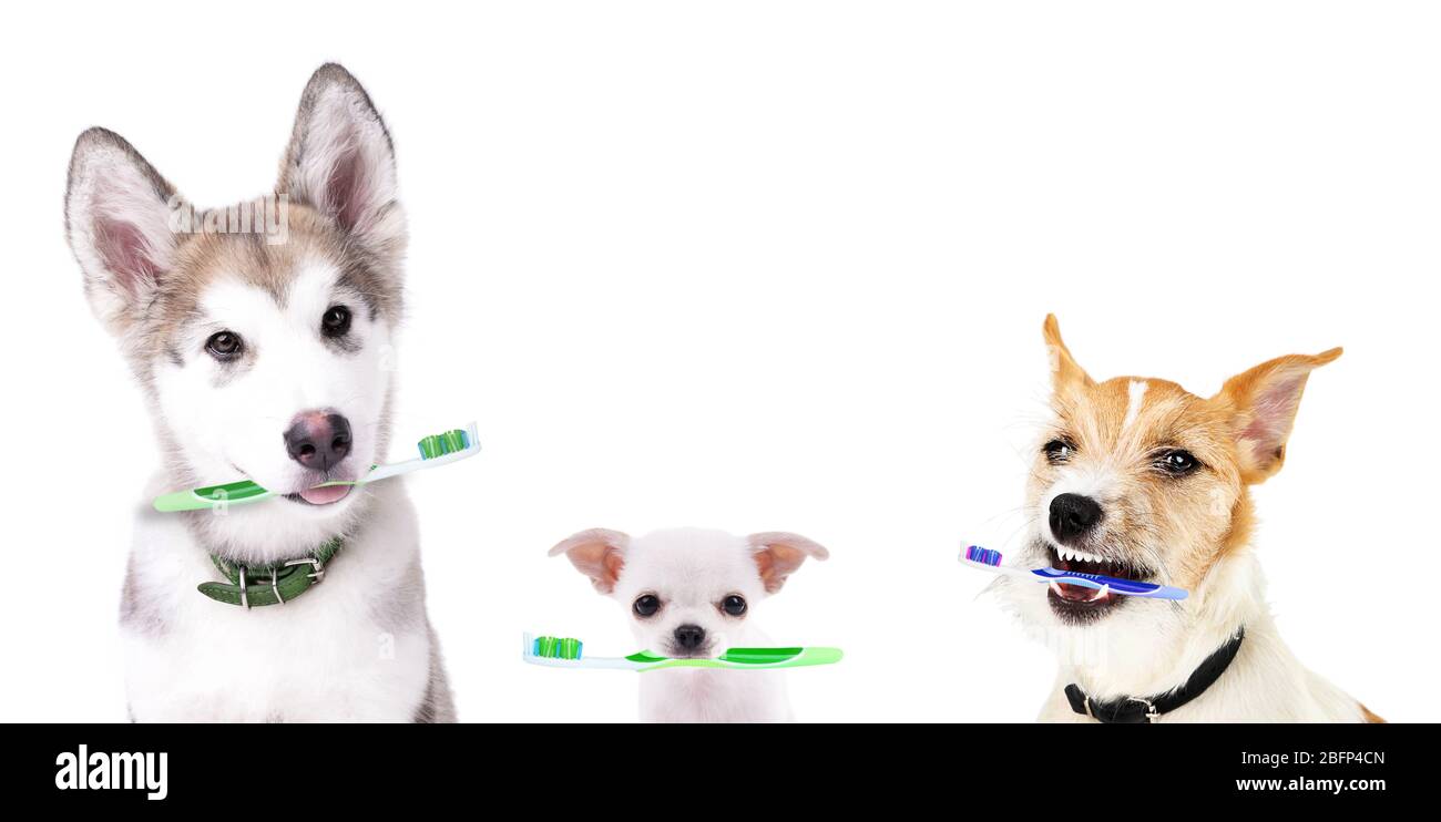 Cute puppies with tooth brushes, isolated on white Stock Photo Alamy