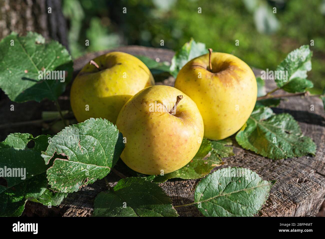 Organic Golden  fresh apples in autumn garden Stock Photo