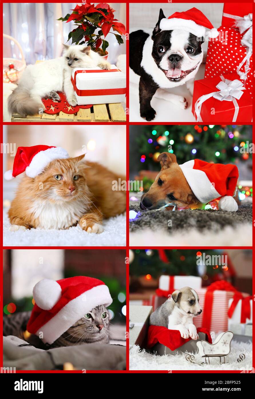 Cats And Dogs Christmas High Resolution Stock Photography And Images Alamy