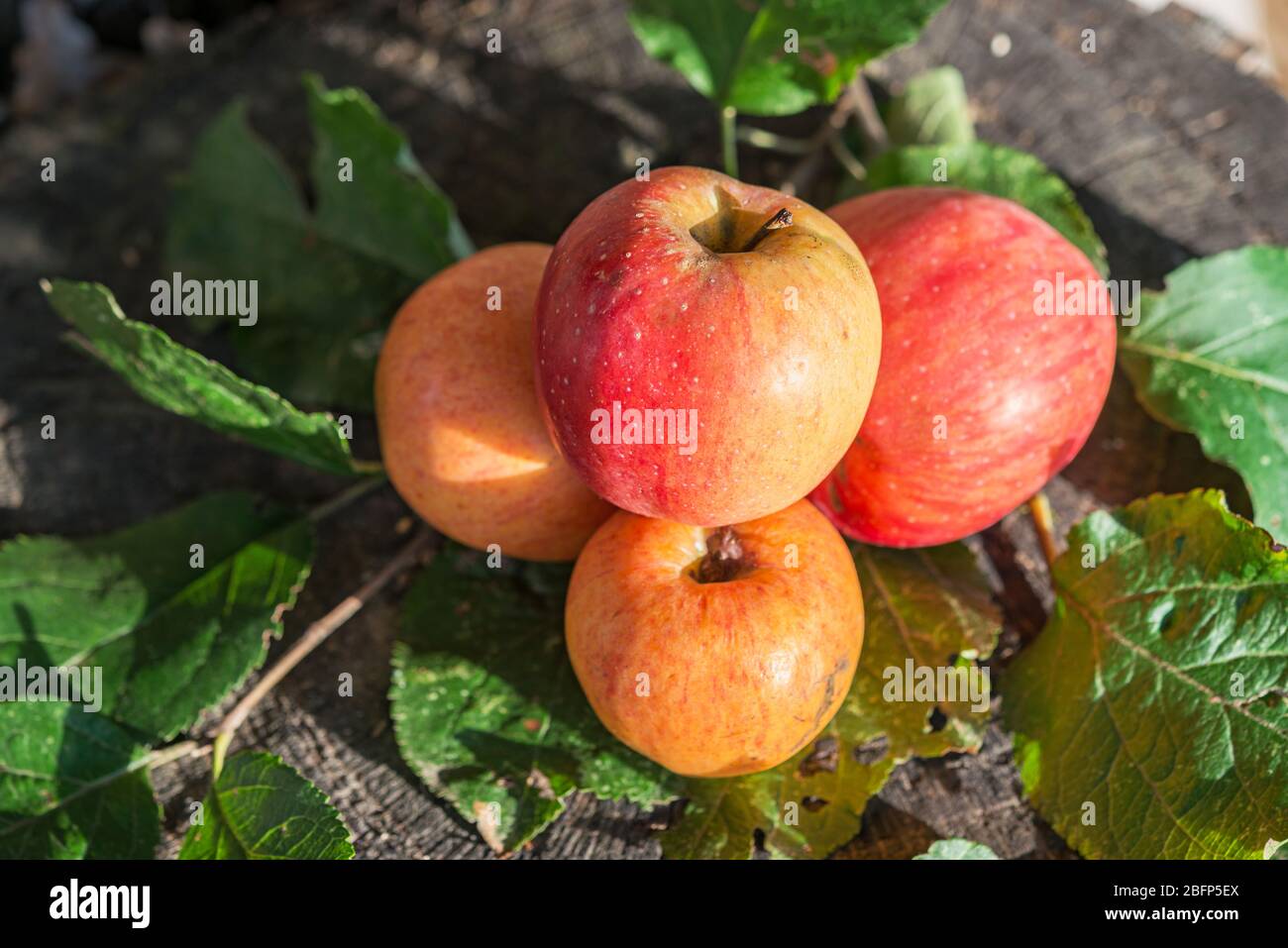 Organic Pink Lady fresh apples in autumn garden Stock Photo