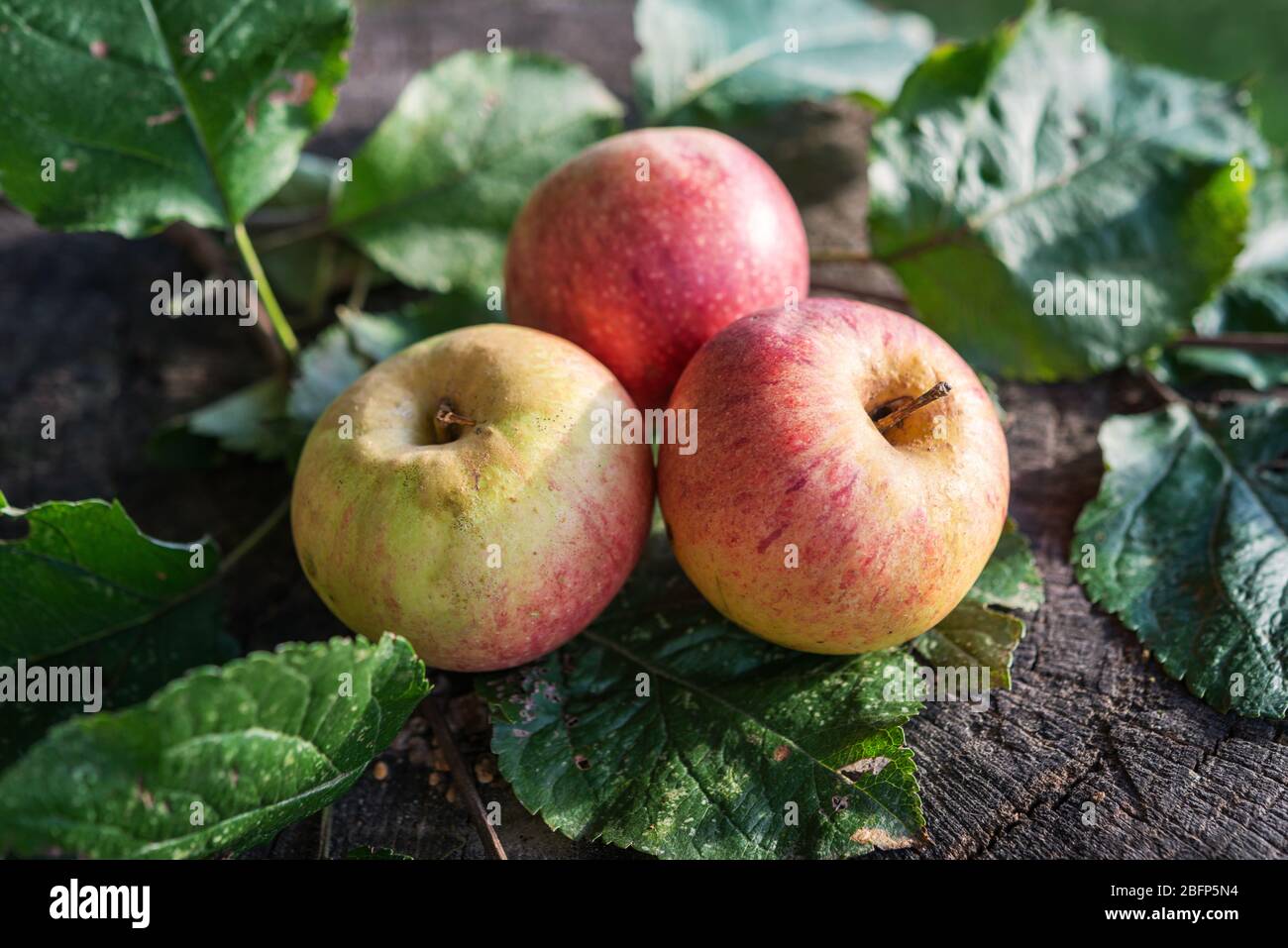 Renetta Apples High Resolution Stock Photography and Images - Alamy