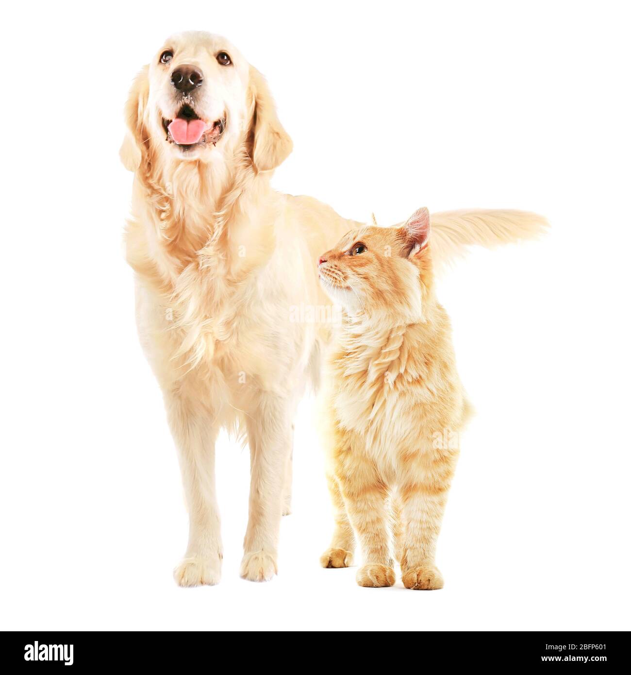 Ginger cat tongue out hires stock photography and images Alamy