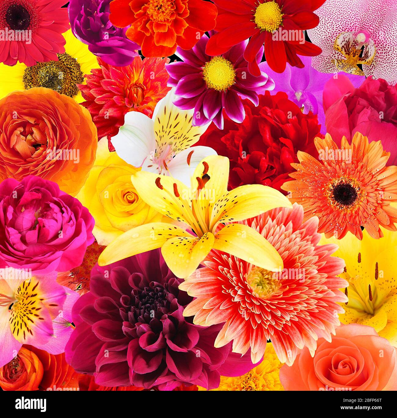 Beautiful flowers background. Floral seamless pattern. Stock Photo