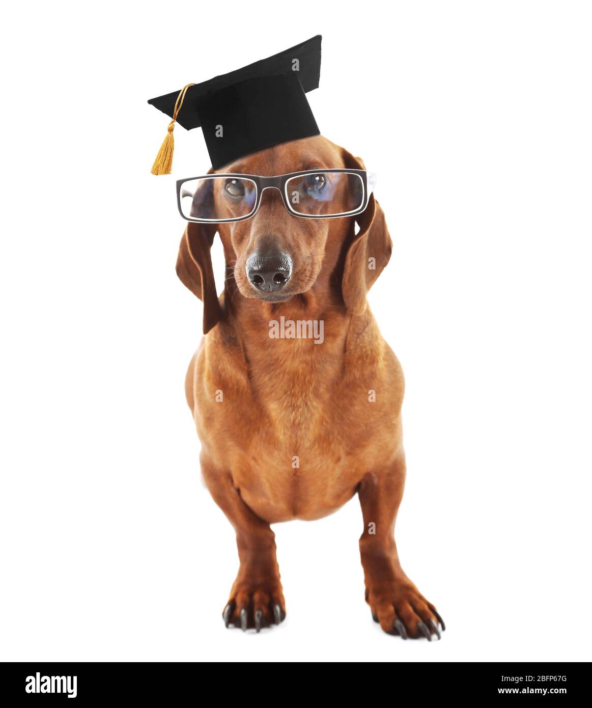 Gund Graduation Dog with Black Cap New 