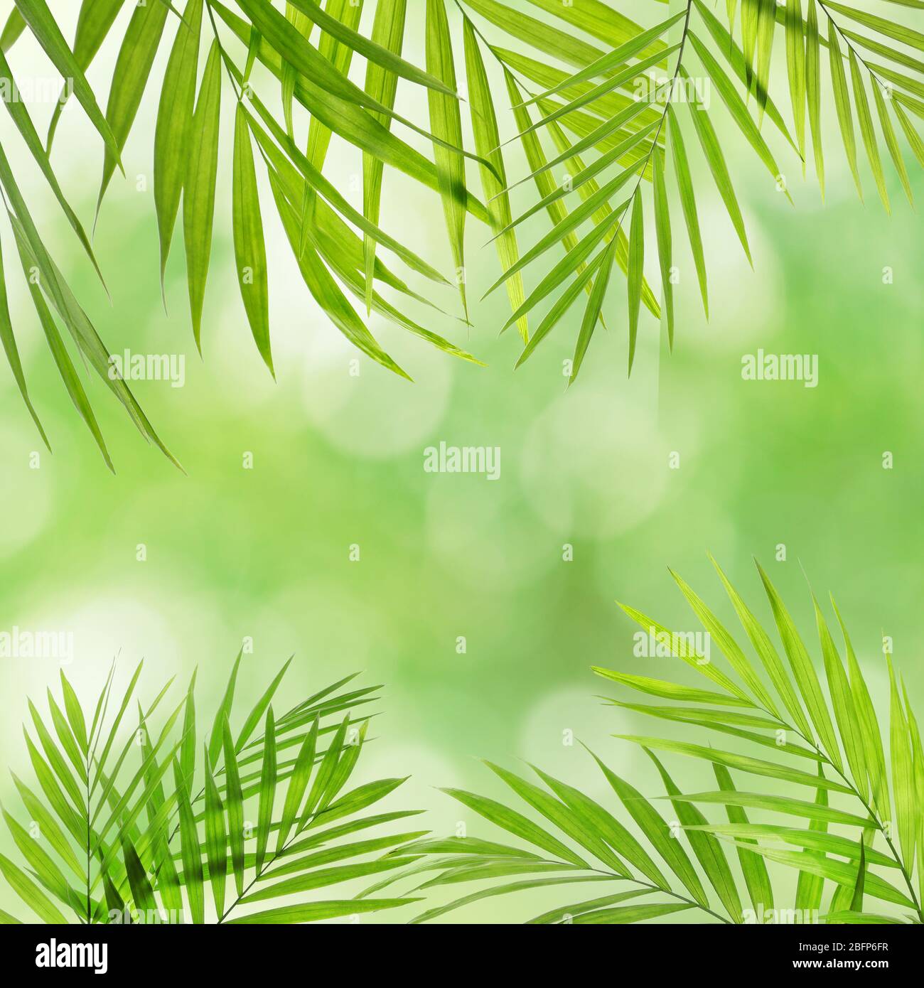 Frame of palm leaves with space for text on blurred foliage background ...