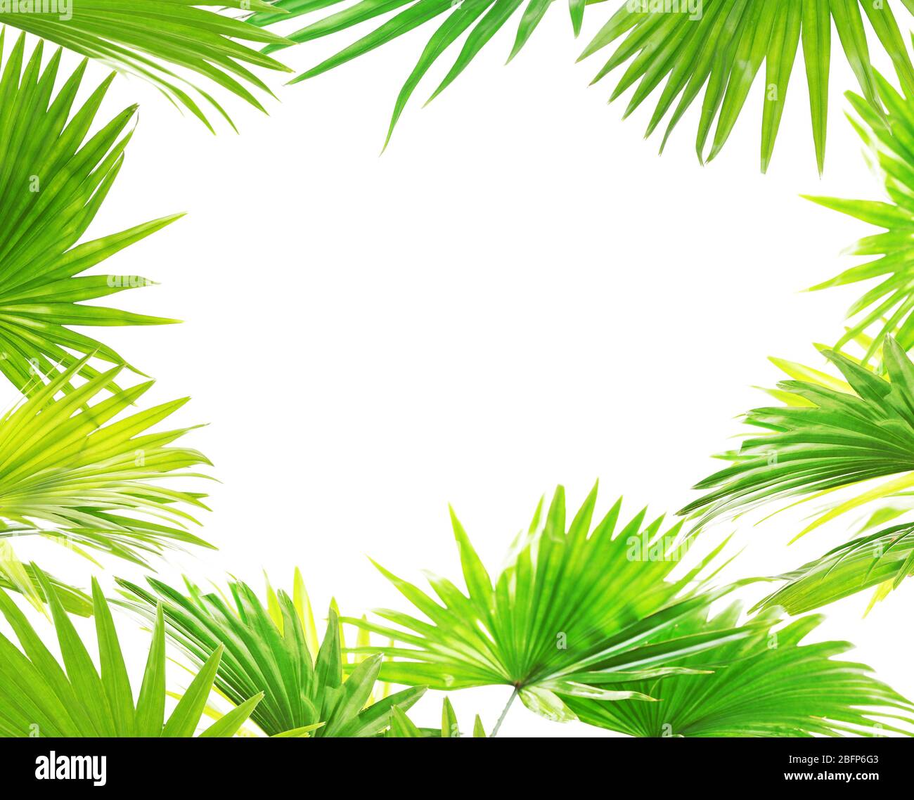 Frame of palm leaves with space for text on white background Stock ...