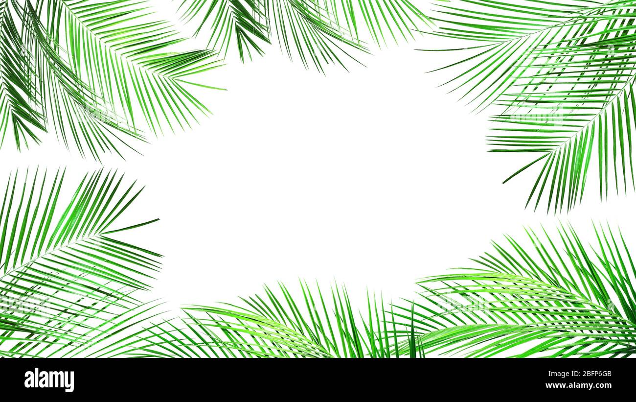 Frame of palm leaves with space for text on white background Stock ...