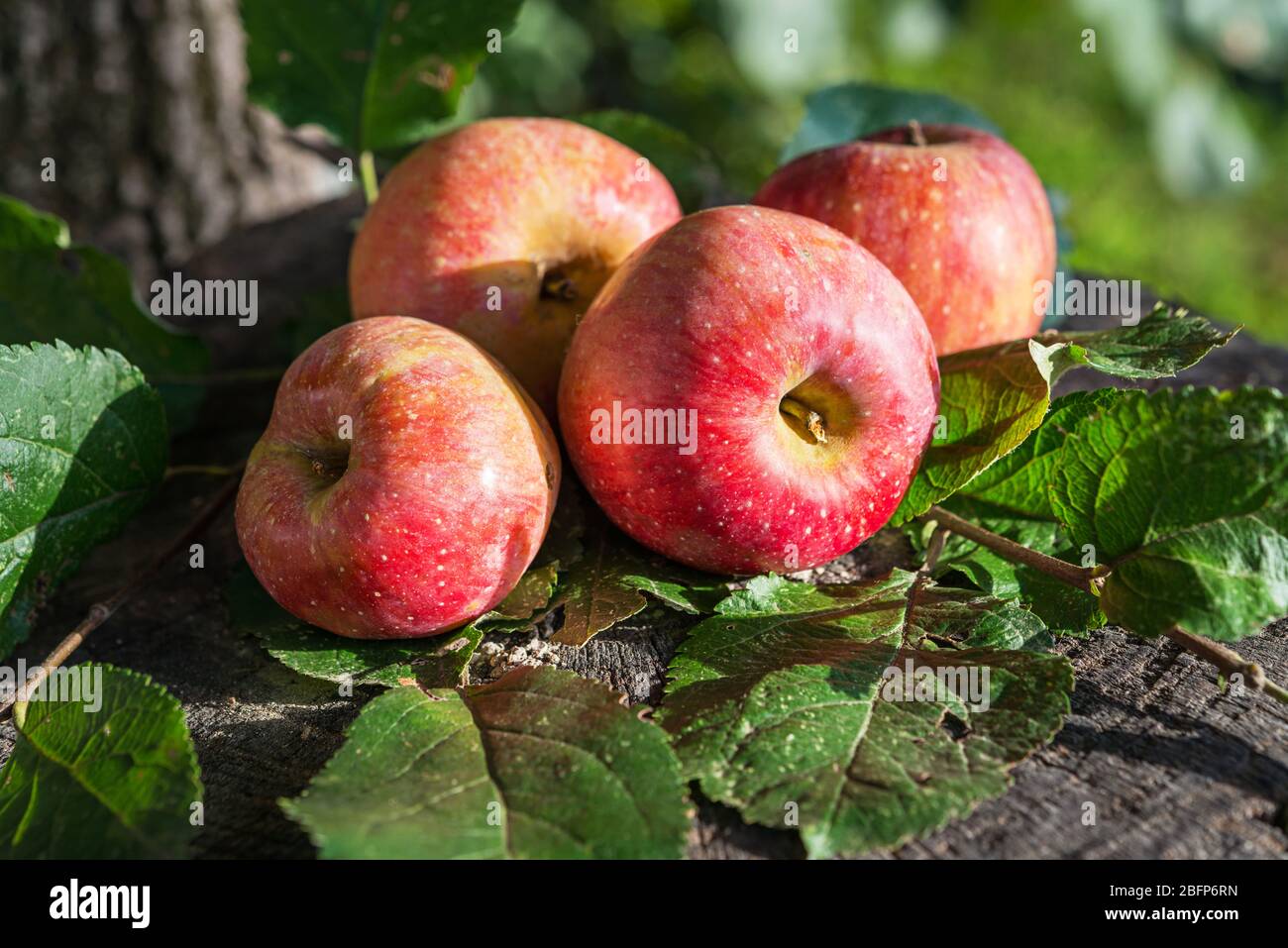 https://c8.alamy.com/comp/2BFP6RN/organic-royal-gala-fresh-apples-in-autumn-garden-2BFP6RN.jpg