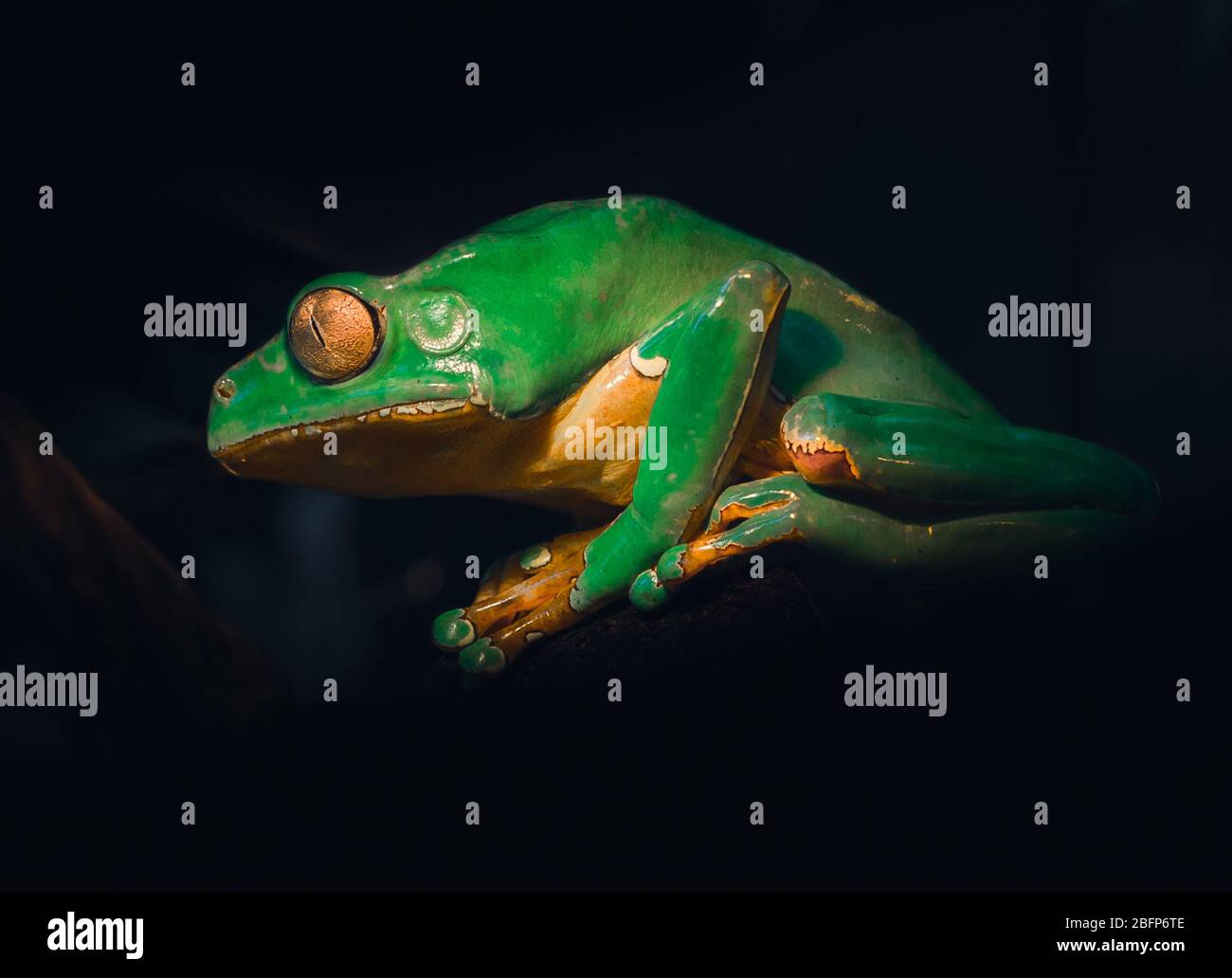 An atmospheric edit of a Giant Waxy Monkey Frog. It's Giant, it looks "Waxy", it's a Frog ... but I'm pretty sure it's not a Monkey!! Stock Photo