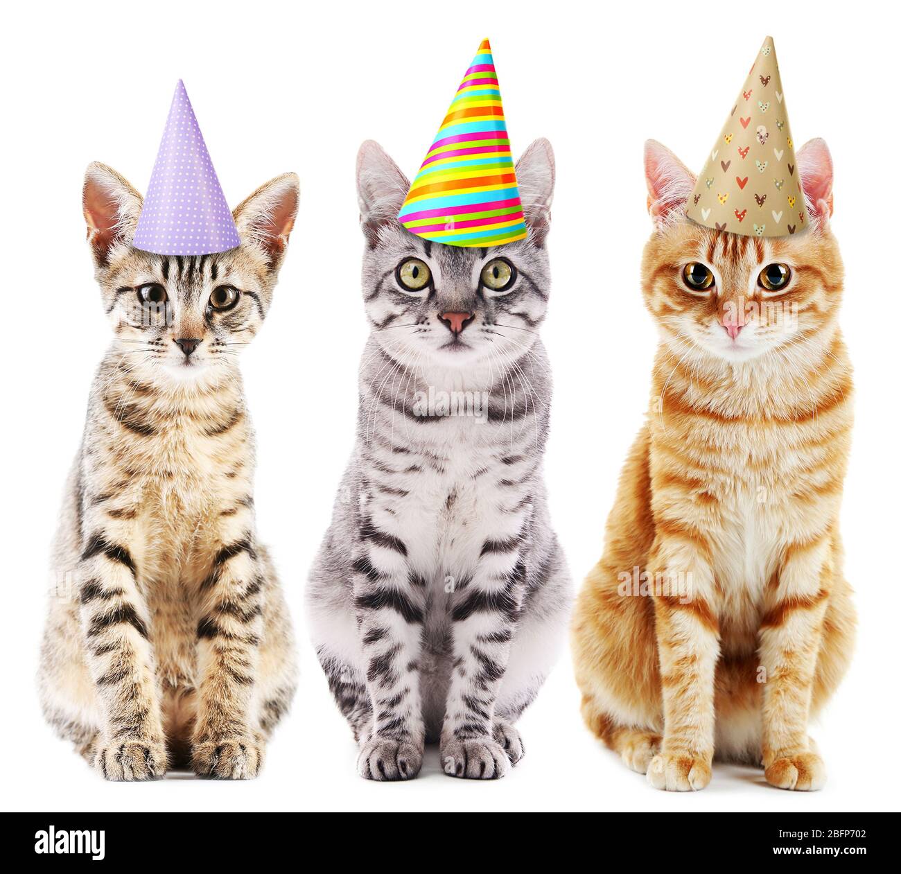 as much fun : cat with party hat and horn funny :... Three cute cats in colorful party hats, isolated on white Stock Photo ...