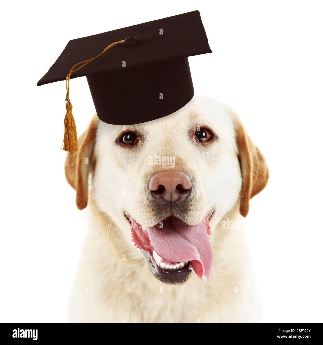 Golden retriever dog graduation cap hi-res stock photography and images -  Alamy