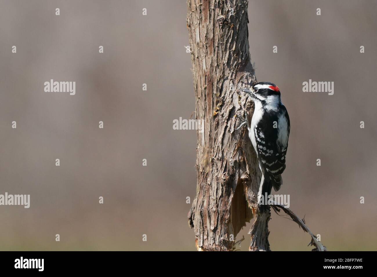Downy Wood peckers male and females Stock Photo