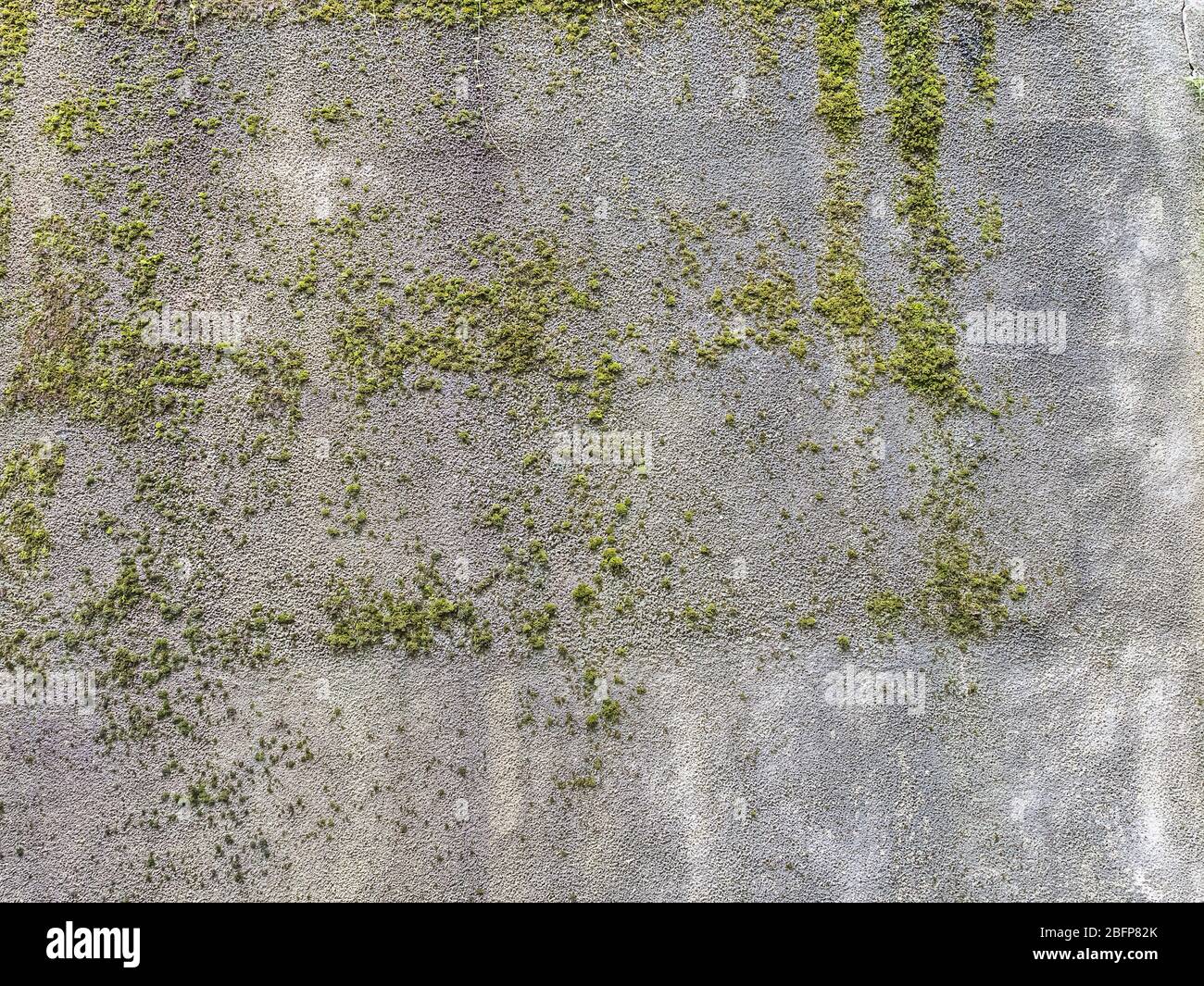 Texture concrete wall with growing green moss Stock Photo