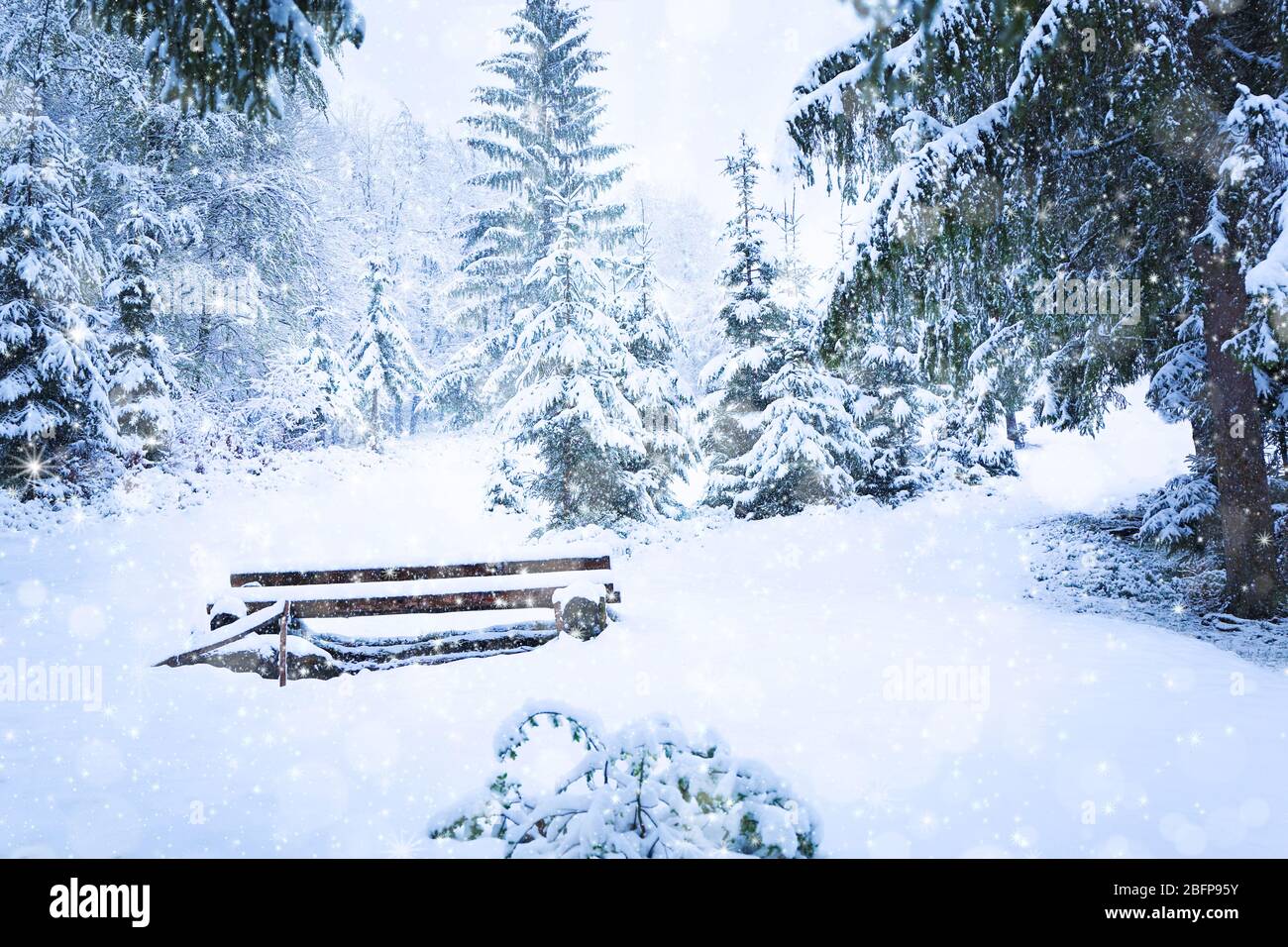 Beautiful snowy forest background. Winter concept. Stock Photo