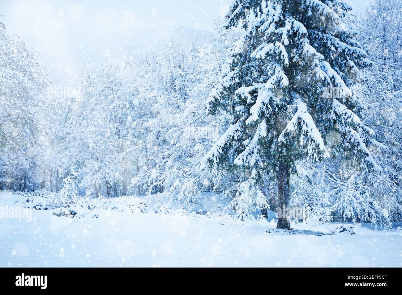 Beautiful snowy forest background. Winter concept. Stock Photo