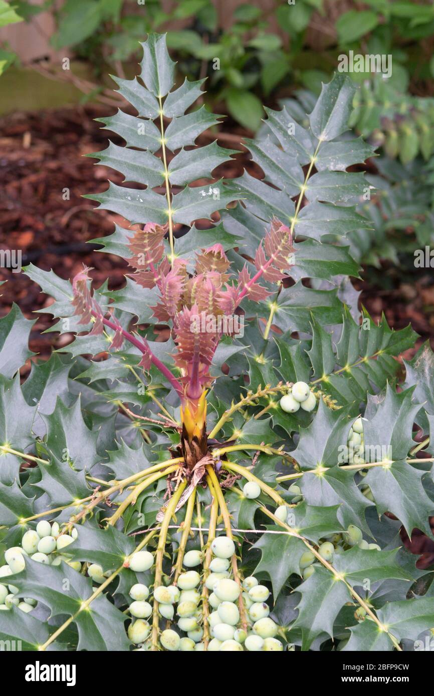 Fresh growth shoot and berries on Mahonia Charity, growing in shade in a Devon garden. Stock Photo