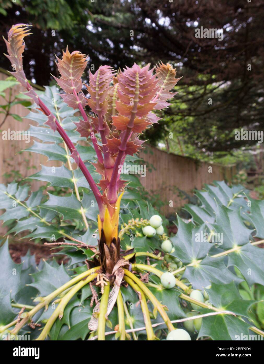 Fresh growth shoot and berries on Mahonia Charity, growing in shade in a Devon garden. Stock Photo