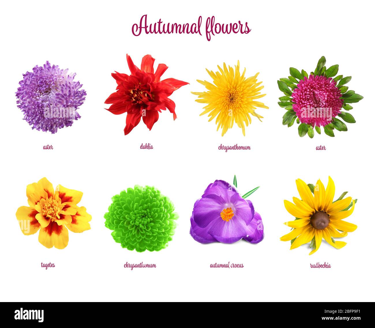 prettiest flower names