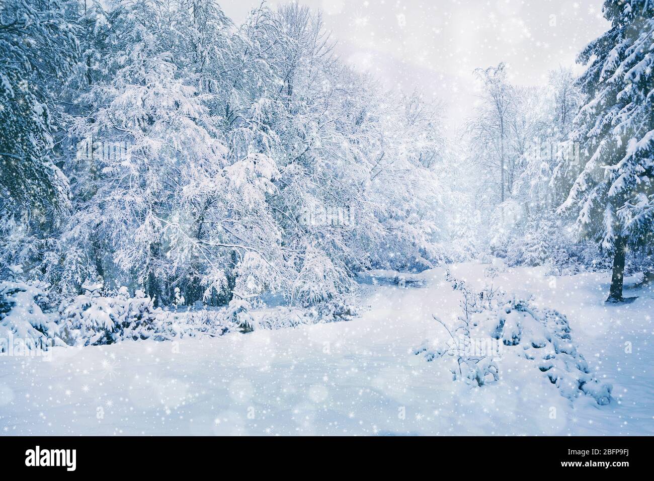 Beautiful snowy forest background. Winter concept. Stock Photo